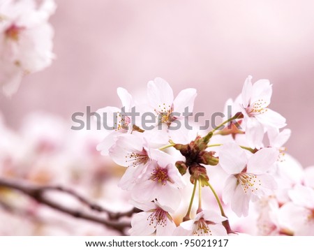 Spring Cherry blossoms in full bloom under soft spring light.