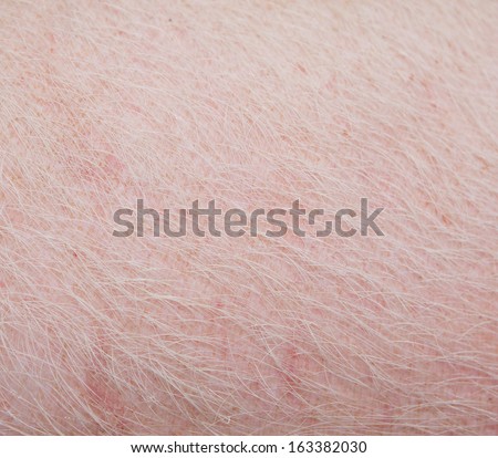 Typical pink pig skin, close-up.