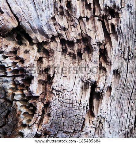 Tree worm infested wood close up.