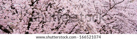 Spring Cherry Blossoms In Full Bloom. Title Header Dimension Image.