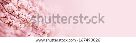 Spring Cherry Blossoms In Full Bloom. Title Header Wide Dimension Image.