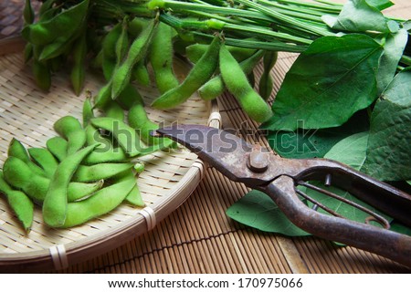 Fresh field harvested edamame soybeans on bamboo tray and pruning scissors