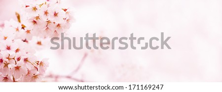 Soft Spring Cherry Blossoms In Full Bloom On A Warm Spring Day. Made In Horizontal Long Dimension, For Easy Use In Headers And Title Bars.