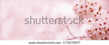Spring cherry blossoms in soft spring light. Wide header dimension