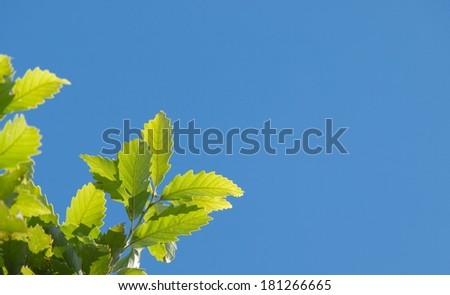 New yellow green oak tree leafs on a oak tree, against a clear blue sky.