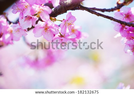 bright pink cherry blossoms in soft pastel pink, blue and yellow background.