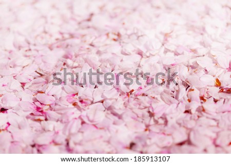 Ground covered with cherry blossom petals.  Pink cherry flower petals covering the ground.