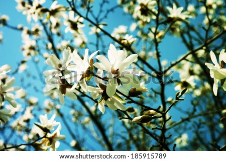 White Magnolia flowers in full bloom .?(Magnolia heptapeta, Magnolia denudata,Yulan magnolia)