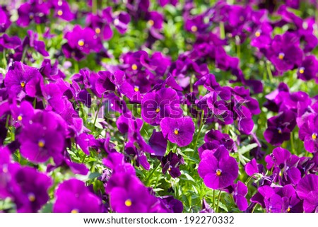 Deep purple or violet pansy flowers under sunny daylight.