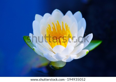 Lotus flower in morning light. Lotus flower in light and shadow,  blooming on a quiet pond. impressional style.