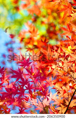 Beautiful transitions of colors of autumn. Colorful spectrum of bright autumn colors, Red, orange, yellow, green leaves on a autumn trees, against a blue sky background.