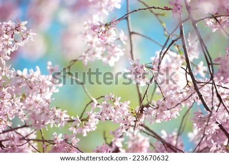 Spring cherry blossom with young green leaves and blue sky in background.