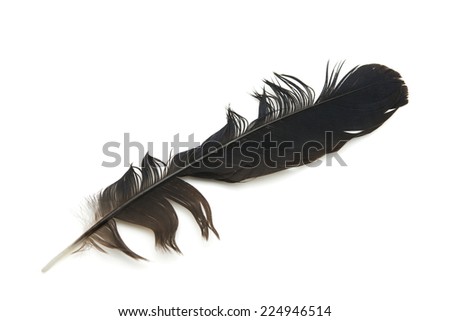 Representation of, unorganized, messy, un-groomed, or bad hair day  . A Black feather with ungroomed or disturbed feather ends, isolated on white.