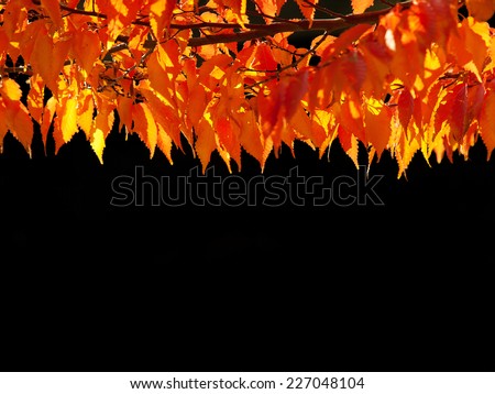 Autumn foliage. Orange leaves and a black background. Black background is the natural shadow of the background forest. Keyaki (Zelkova serrata) leaves
