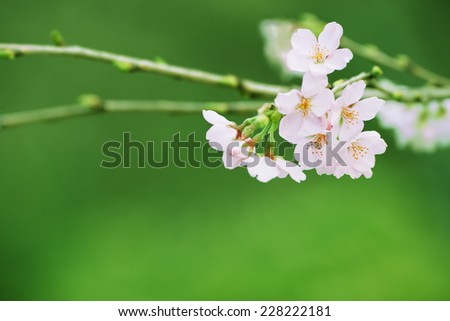 Spring cherry blossom with green spring leaves and grass in the background.
