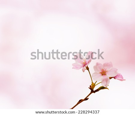Close up of spring cherry blossom with beautiful cherry blossom pink bokeh background.
