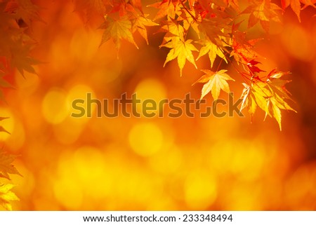 Bright orange maple leafs in mid autumn sunset.