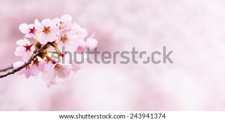 Spring cherry blossoms. horizontally wide title header dimension image.