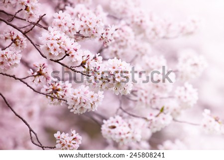 Cherry blossom in full bloom. cherry flowers in small clusters on a branch.