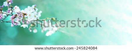 Early spring cherry blossom with clusters of flower buds, with beautiful spring green background.