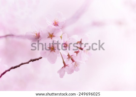 Cherry blossoms in soft and tender pastel pink. Intentionally shot with shallow depth of field.