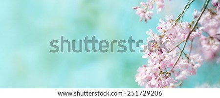 Spring shidarezakura (weeping cherry) cherry blossom with early spring green soft pastel green background. Title header dimension image. Intentionally shot with shallow depth of field.