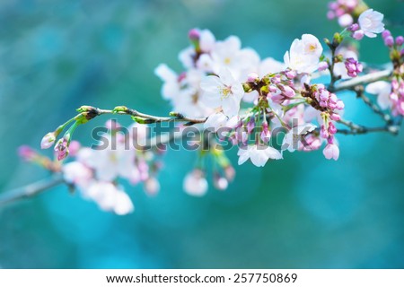 Early spring cherry blossom with clusters of flower buds, with beautiful blue green 
background. Focus is on forehand flower and flower buds on right hand side.