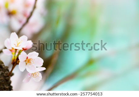 Cherry blossom  looming near a tree trunk with beautiful pastel blue background. Shallow depth of focus.