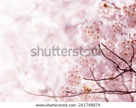 Cherry blossom in full bloom. cherry flowers in small clusters on a cherry tree branch.