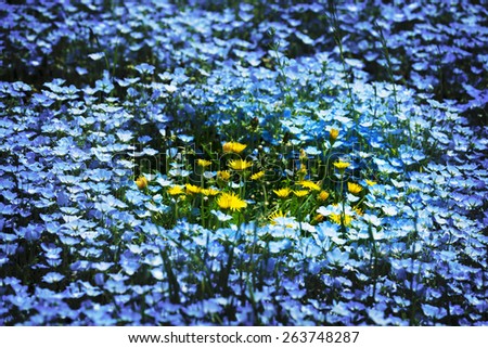 Surrounded. Group of dandelion (taraxacum)flowers, surrounded by Nemophila, or baby blue eyes flowers (Nemophila menziesii, California bluebell). A spring scene.