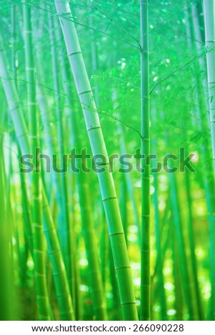 Beautiful bamboo forest, Soft green bamboo forest with young Bamboos. Intentionally shot  and processed in dreamy, fantasy like color and tone.