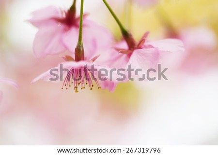 Spring cherry blossom close-up with beautiful pastel color background. Extremely shallow depth of field. Kawazu sakura cherry blossom (Cerasus lannesiana, \'Kawazu-zakura\')
