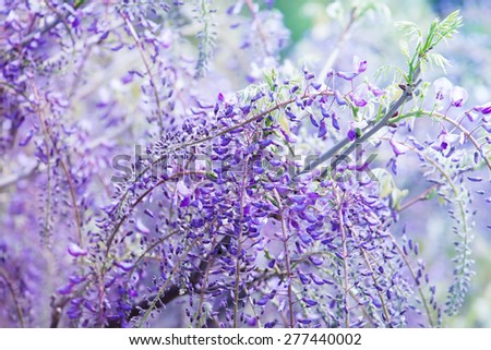 Beautiful flowers of fuji (Wisteria floribunda) vine, blooming in spring. Intentionally shot in high key and shallow depth of field for dreamy feel.