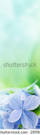 Hydrangea flower with soft pastel  spring green background. Vertical sidebar dimension image.