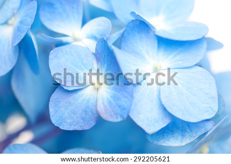 Soft blue Hortensia flower (hydrangea) . Shallow depth of field.