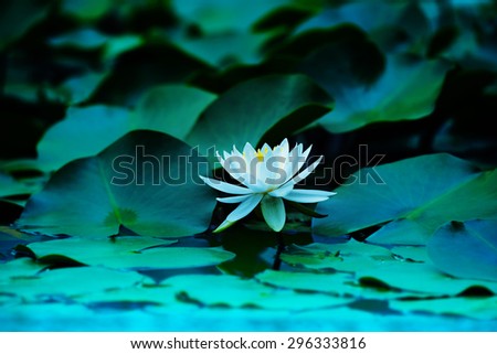 Lotus flower blooming on a tranquil pond in blue morning light. Shallow depth of field for dreamy feel.
