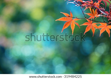 Beautiful colors of autumn. Red Japanese maple with blue green bokeh background. Colorful spectrum of autumn colors. Shallow depth of field.