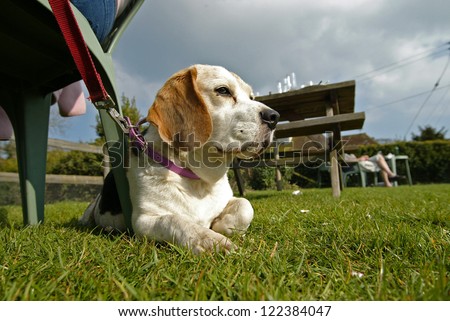 Dog Relaxing in Beer Garden