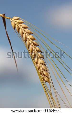 ripe barley ear, against blue sky with clouds