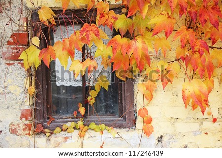 lattice window framed with vine leaves, old rural country house