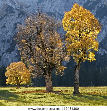 old cracked maple trees on a valley bottom in the austrian alps, autumnal trees with back lighting