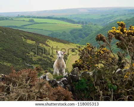 little lamb in the hills of exmoor, south england