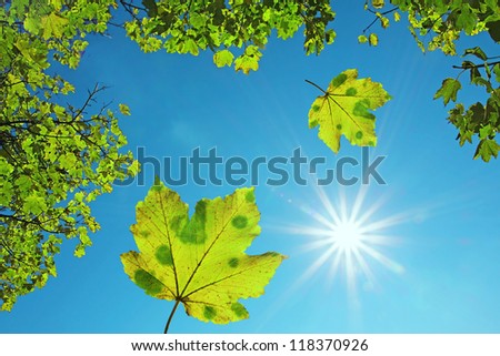crown of a maple tree and falling maple leaves, against blue sky with bright sunshine. natural background