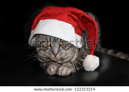 funny tomcat with nicholas hat, merry christmas card design, isolated on black background