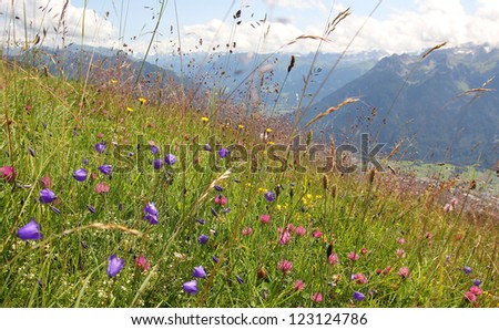 alpine flower meadow with bell flowers, pink clover and grass, against mountainous landscape
