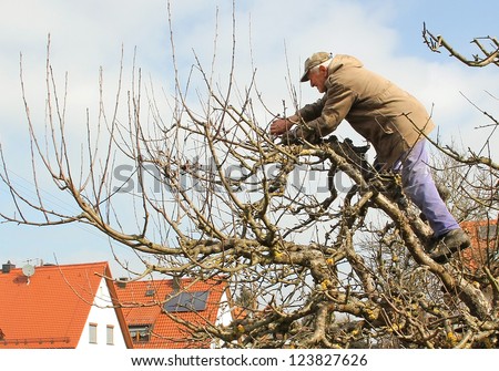 active senior standing in the treetop of an apple tree, cutting branches