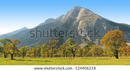 beautiful autumnal maple tree ground, karwendel, autumnal austria landscape