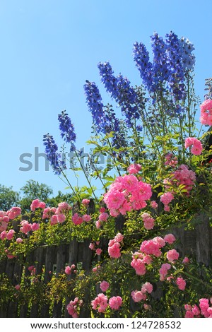 flourishing pink rose bush and blue delphinium flowers behind the garden fence, against blue sky