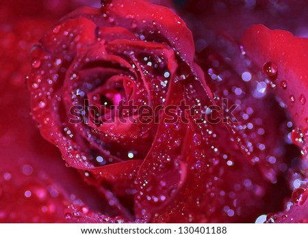 floral background of dark red rose petals with dew drops and light flares