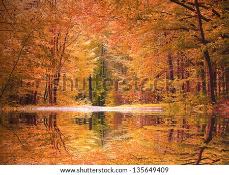 autumnal beech tree forest with a little biotope, reflecting trees in the water